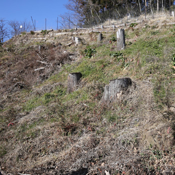 日本の森林、その歴史を学ぶ「森林の荒廃→洪水」