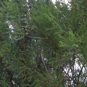 確かにスギはすごい！樹木精油類による室内空気質の改善