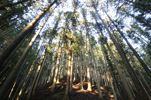 森の民の衣食住を大切にする